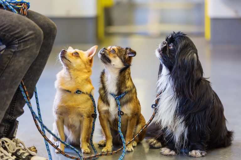 Hunde in der Straßenbahn