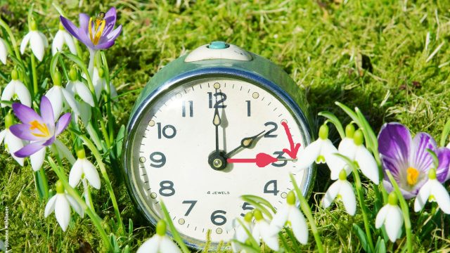 Uhr steht inmitten von Frühblühern mit Hinweis auf Zeitumstellung