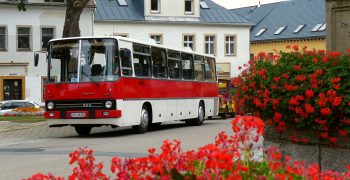 RVE Ikarus 250 1 Historischer Ikarus-Bus fährt durch eine Stadt umgeben von roten Blumen